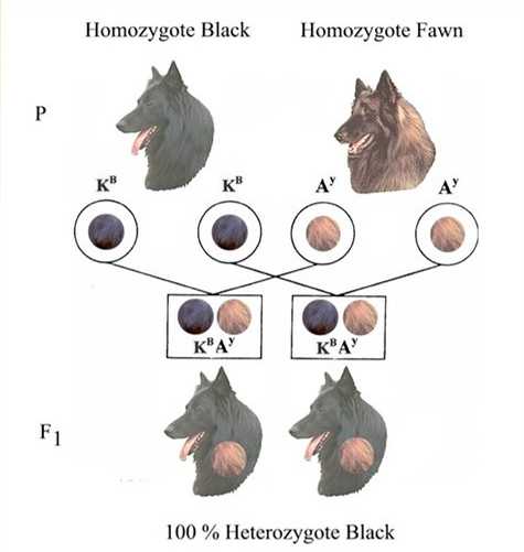 Систематика и классификация животных. - bio-lessons