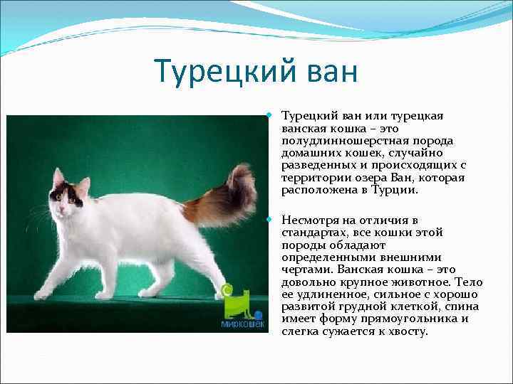 Ориентальная кошка: фото, описание породы, характер, здоровье, уход и содержание