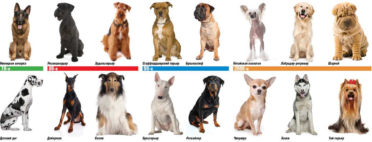 Какие собаки подходят для дома. Собаки мелких и средних пород с фотографиями. Самые популярные породы собак с названиями. Породы маленьких и средних собак. Крупные средние и маленькие собаки.