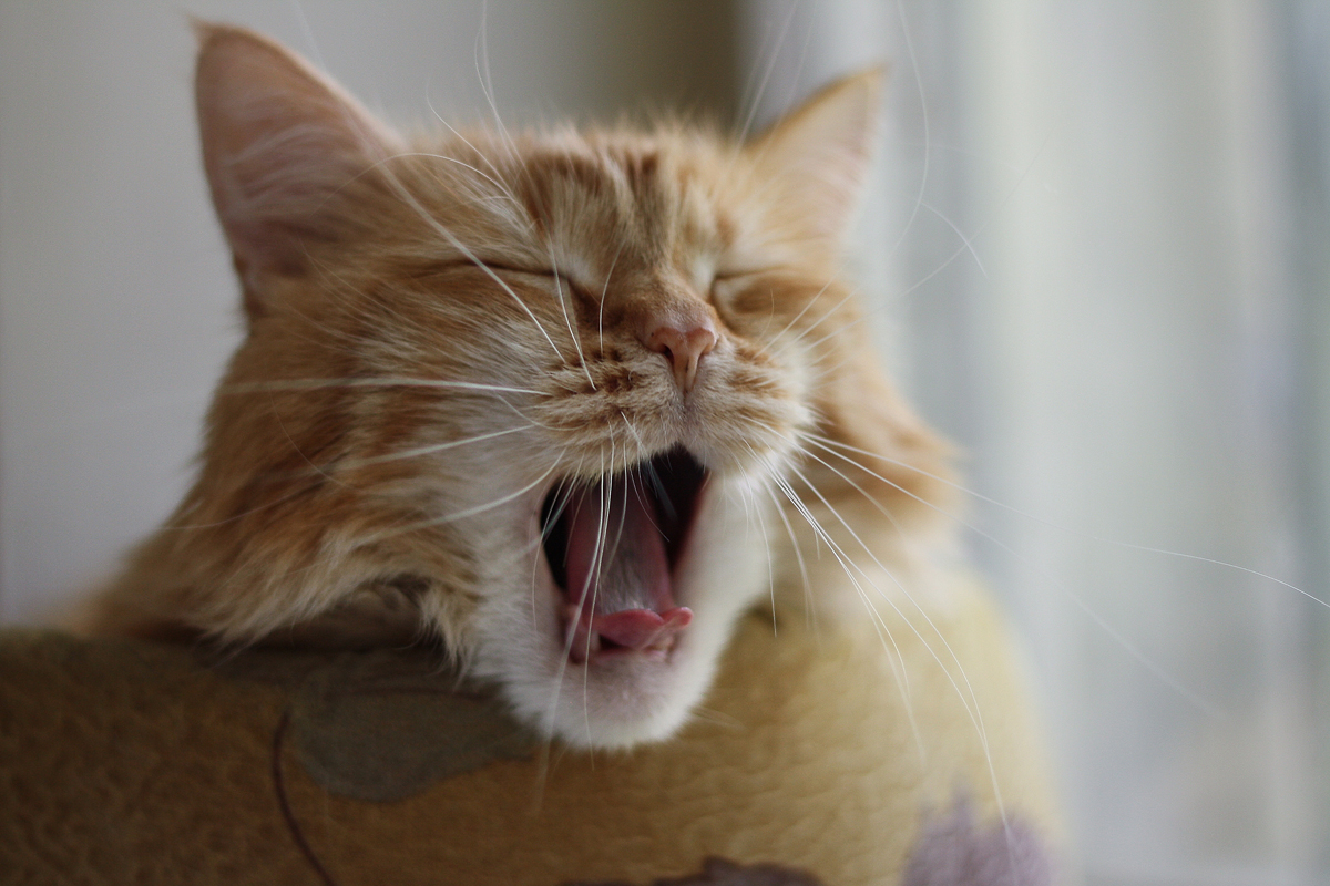 Котенок с открытым ртом. Зевающие коты. Котенок зевает. Рыжий кот зевает. Кот зевает фото.