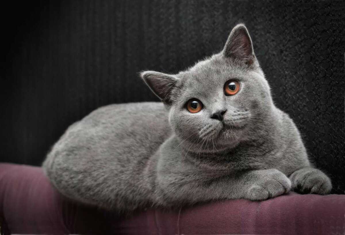 Британская длинношёрстная кошка: особенности породы и фото британца, уход за питомцем и содержание кота
