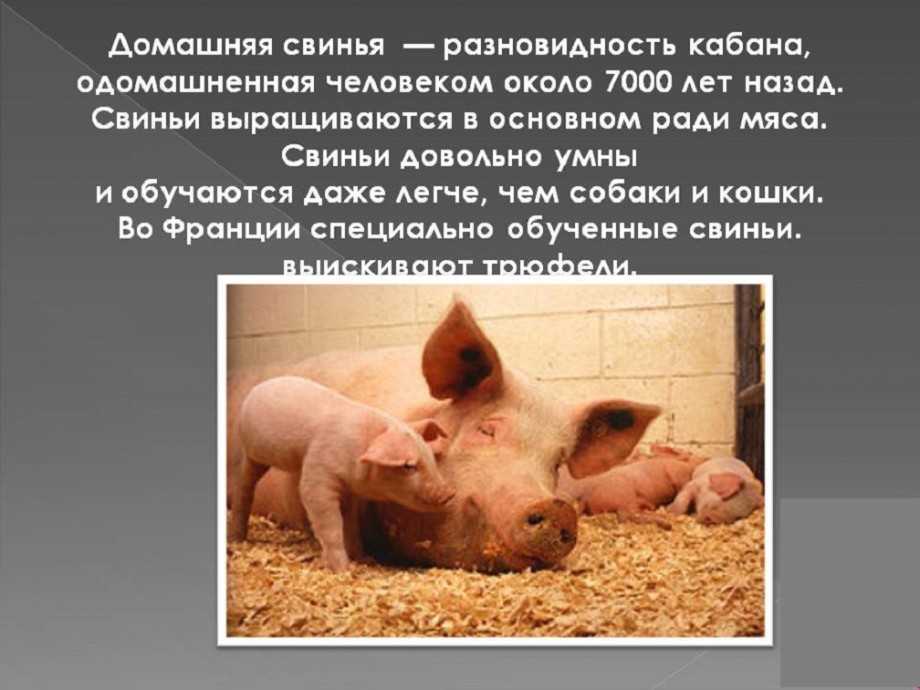 Свинья грязь найдет — правда о свиньях!