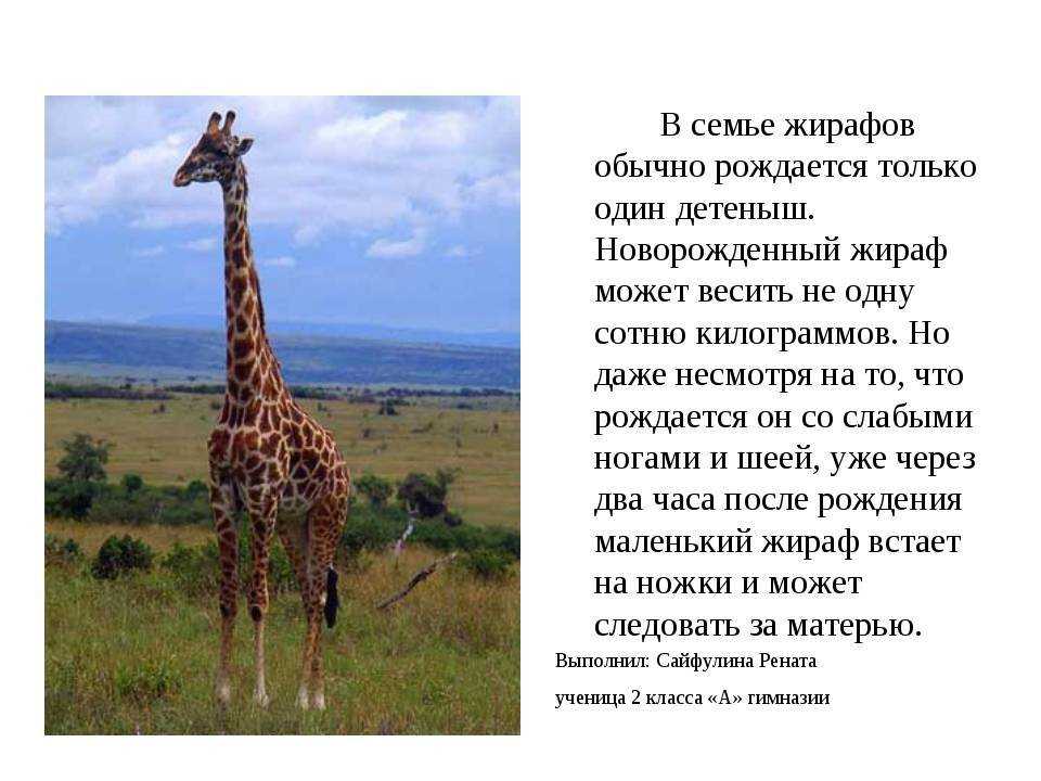 План сообщения о жирафе
