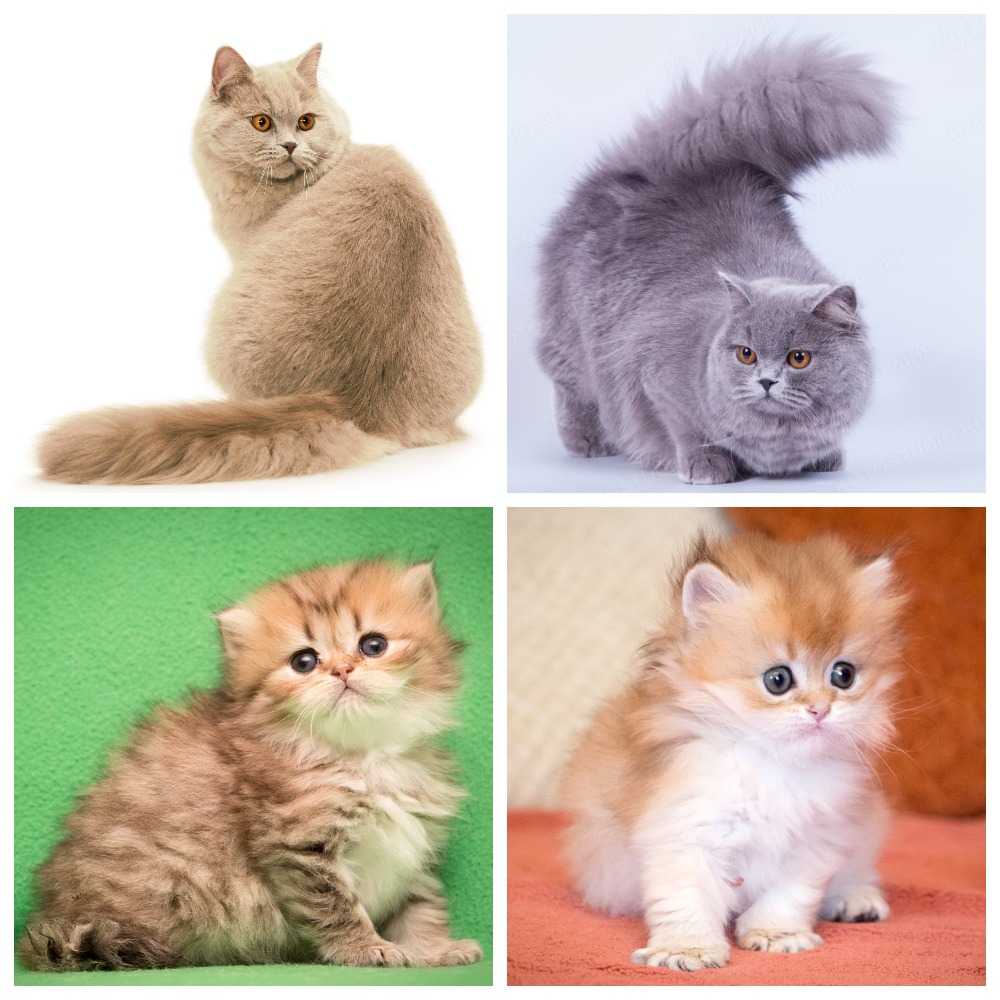 Британская порода кошек: полный обзор + фото