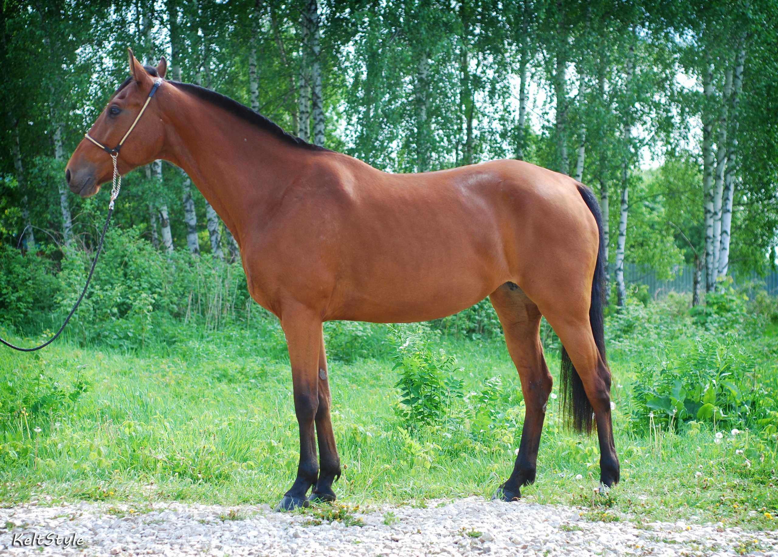 В помощь начинающему коневоду — как рожают лошади и возможные осложнения беременности