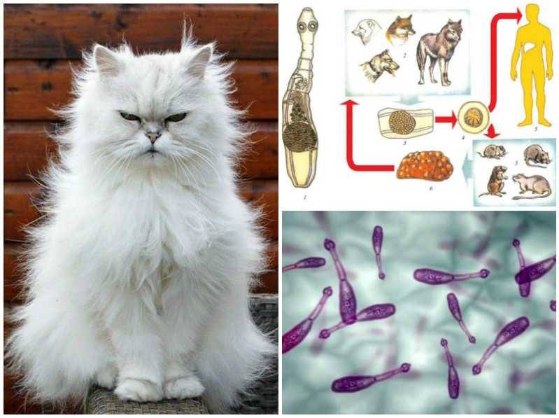 Внутренние паразиты у кошек виды, признаки, симптомы, лечение и профилактика - petstory