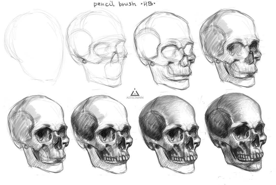 Анатомия черепа человека – информация: