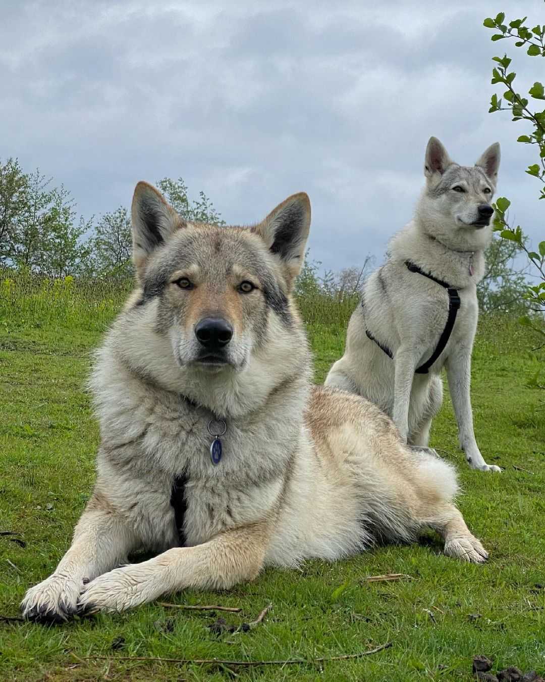 Чехословацкая волчья собака