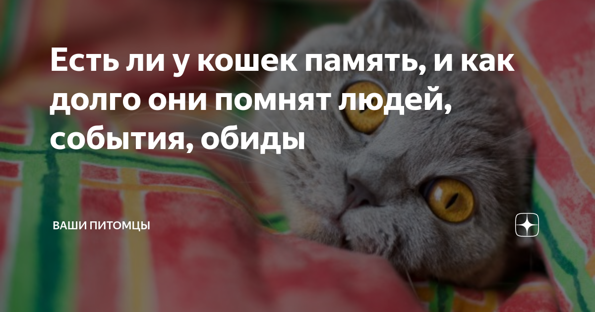 Кошки память на русском. В память о кошке. У кошек хорошая память. Сколько длится память у кошек. Какая память у кошек и котов.