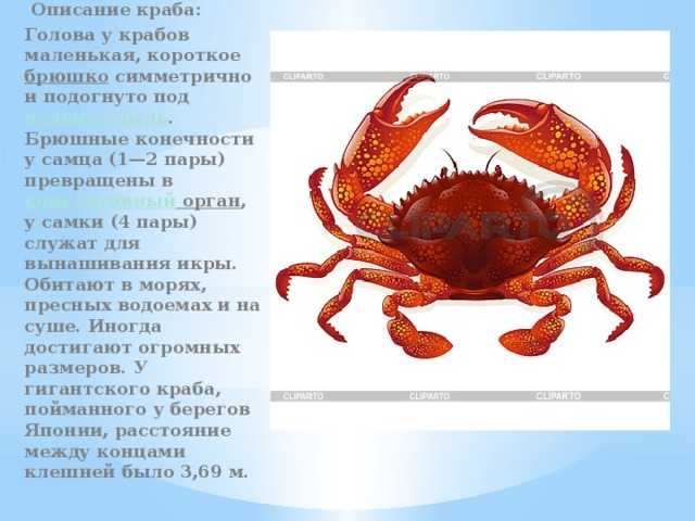 Крабы чёрного моря: виды, размеры, описание