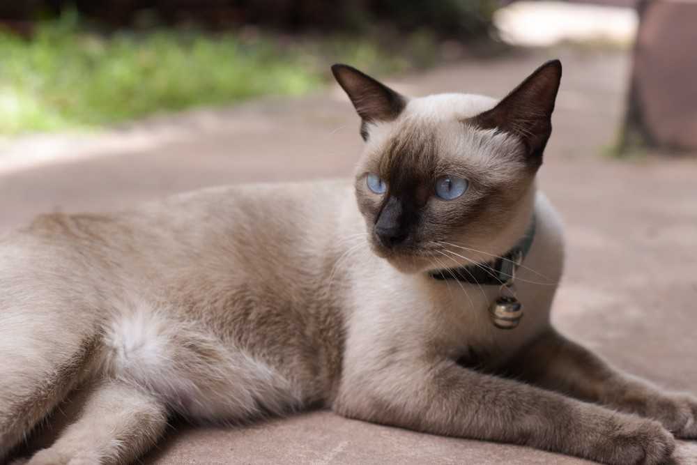 Фотографии сиамской кошки. Сиамская кошка. Сиамская порода. Сиамы кошки. Сиамская кошка породы кошек.