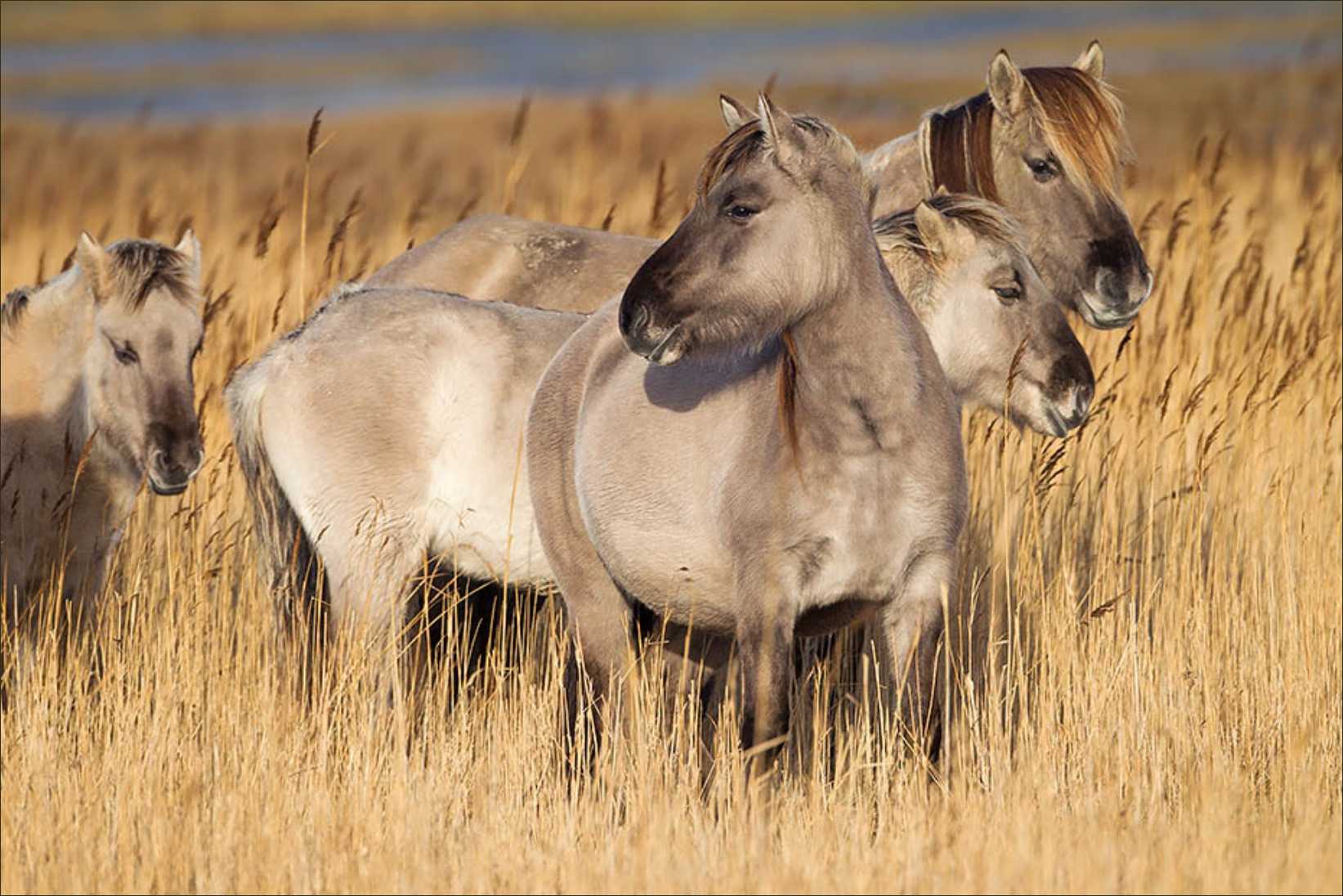 Тарпан лесной, или лошадь лесная — equus silvaticus vetulani