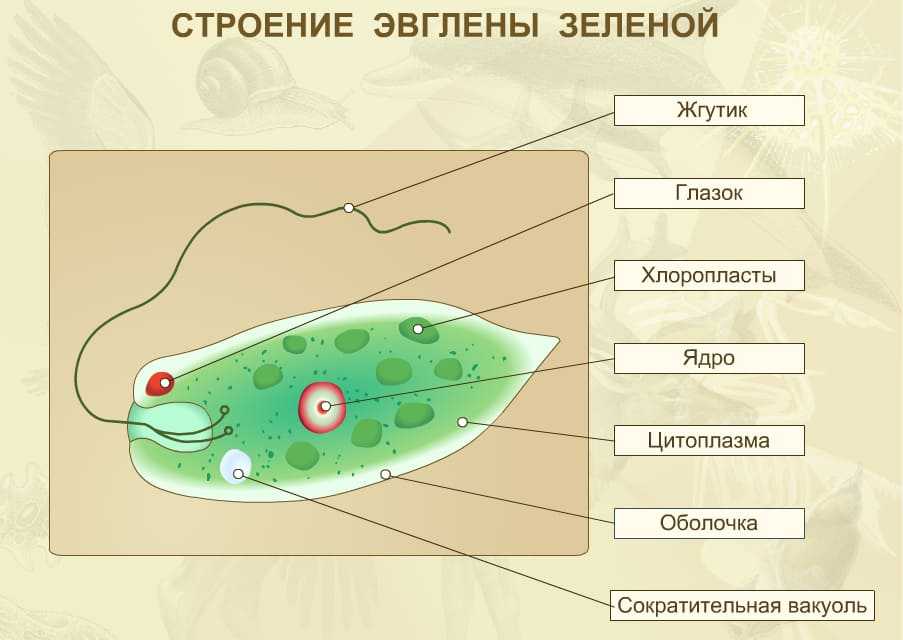 Какой тип питания характерен для клетки изображенной на рисунке