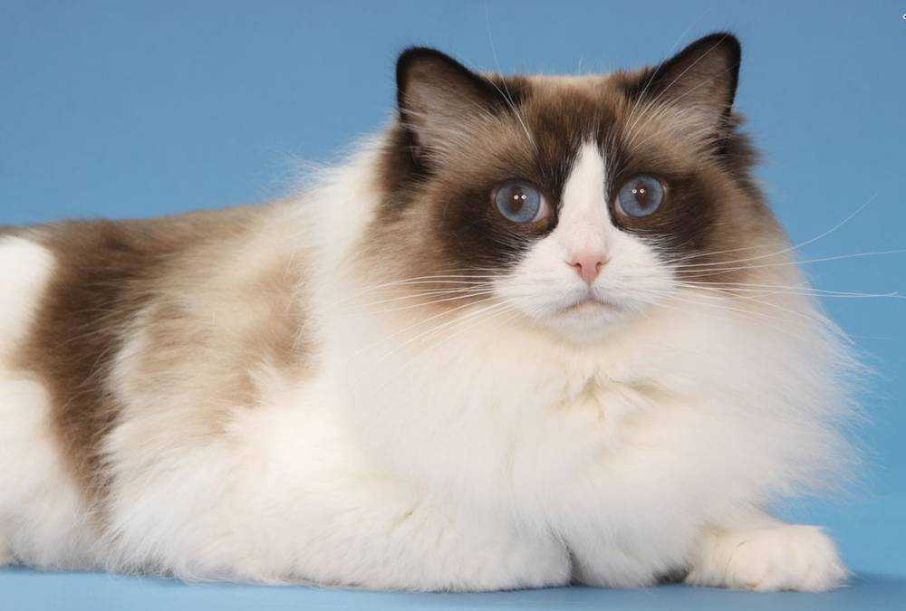 Порода кошек рэгдолл, описание окрасов и фото, а также их характер, стандарты и размеры