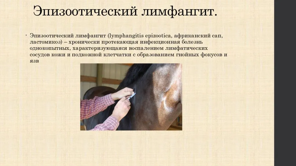 Легочная эмфизема у лошадей: причины, характеристика, препараты и лечение