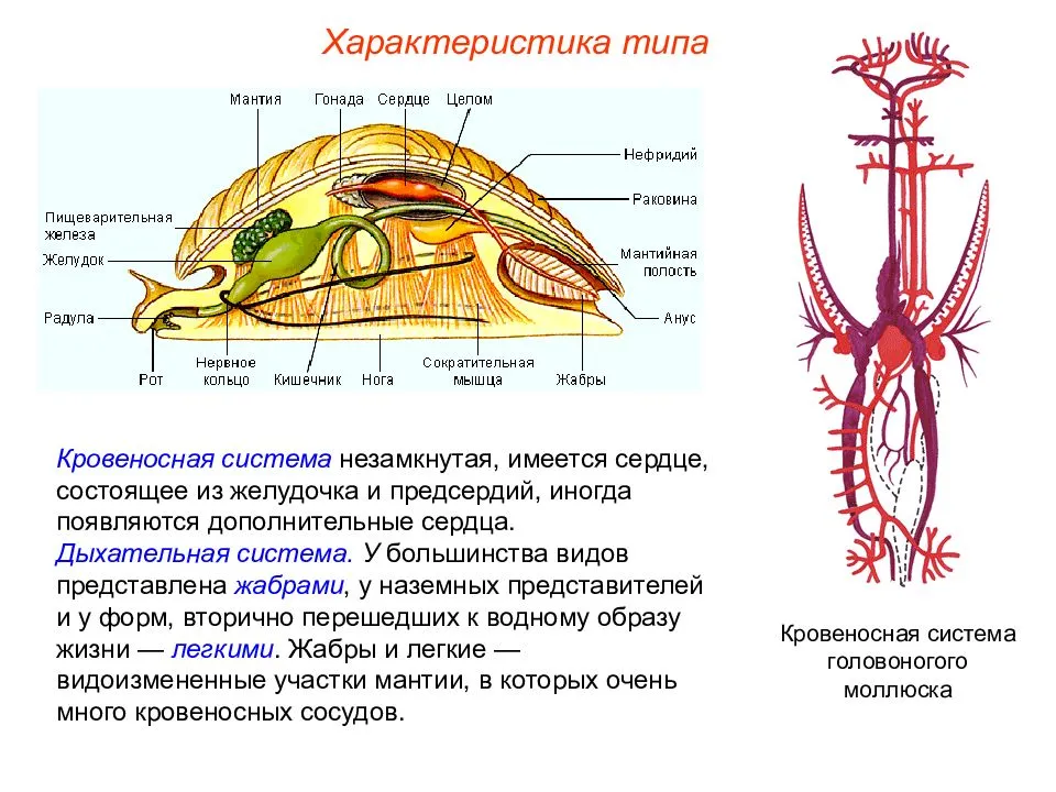 Классы ⭐️ моллюсков: особенности внешнего и внутреннего строения, представители, биология 7 класс