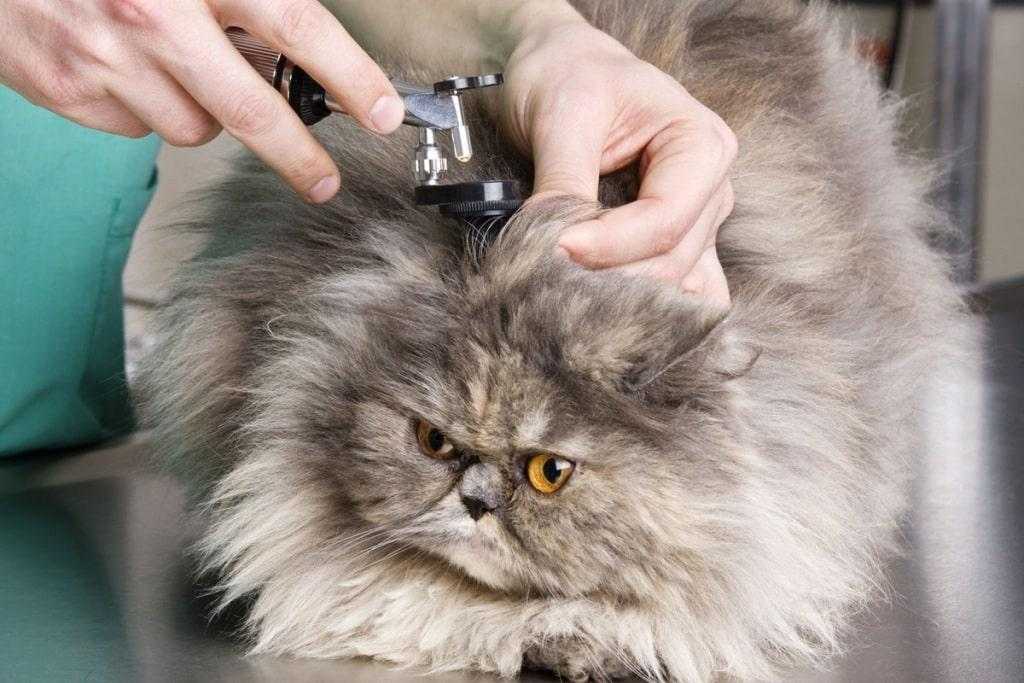 Как почистить кошачьи волосы в домашних условиях