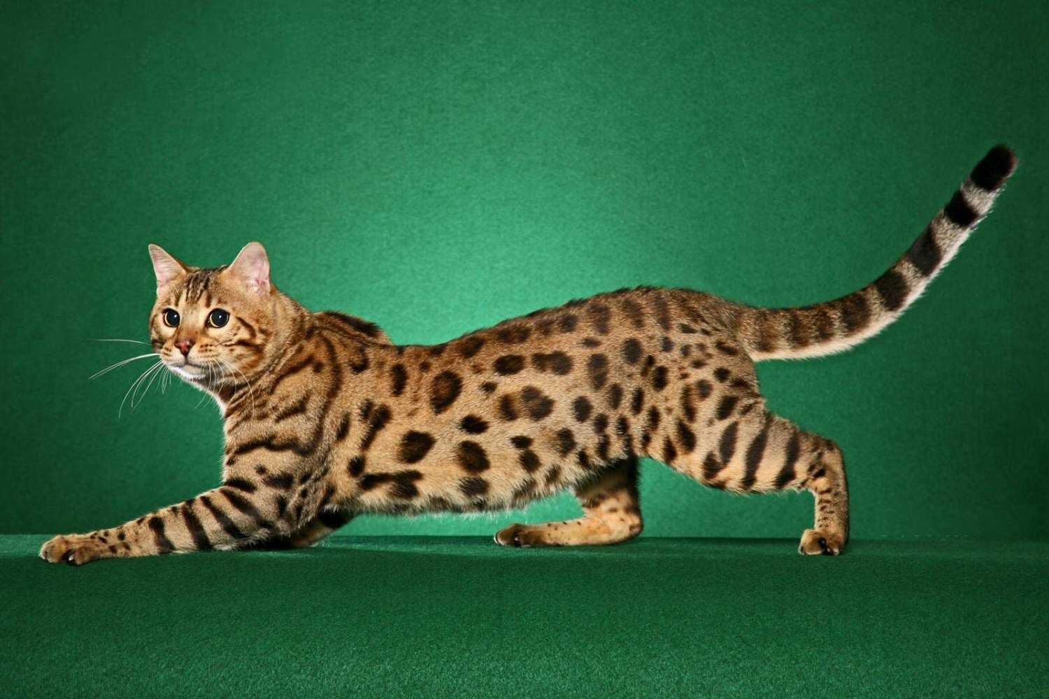 Саванна кошка: описание породы, характер, особенности