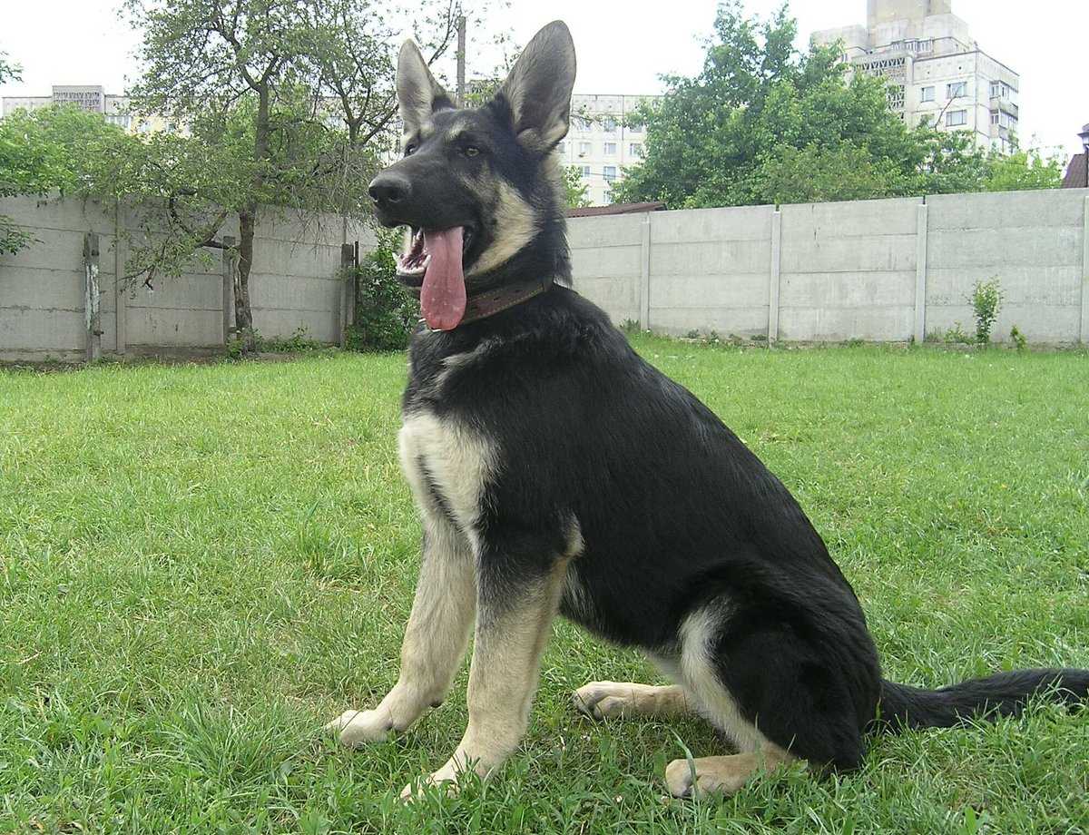 Окрас, или масть собаки: разновидности с названиями и классификация, необычные и редкие окрасы собак, стандарты породы и масти
