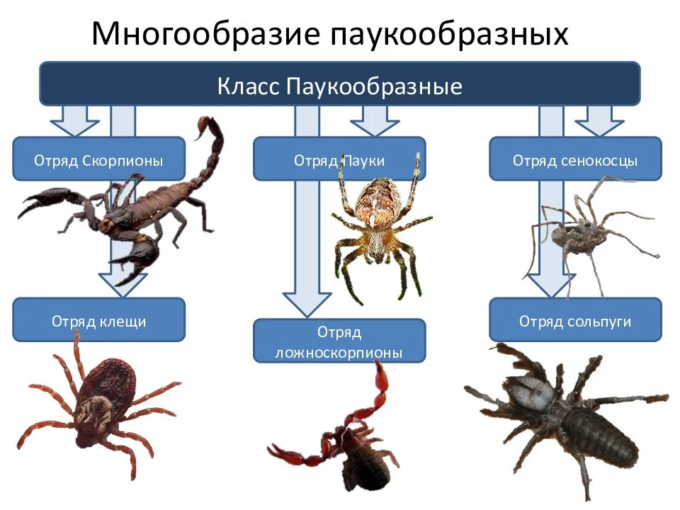 Класс паукообразные отряды. Биология 7 класс паукообразные клещи. Представители паукообразных 7 класс. Класс паукообразные систематика класса. Таблица отряды паукообразных биология 7 класс.