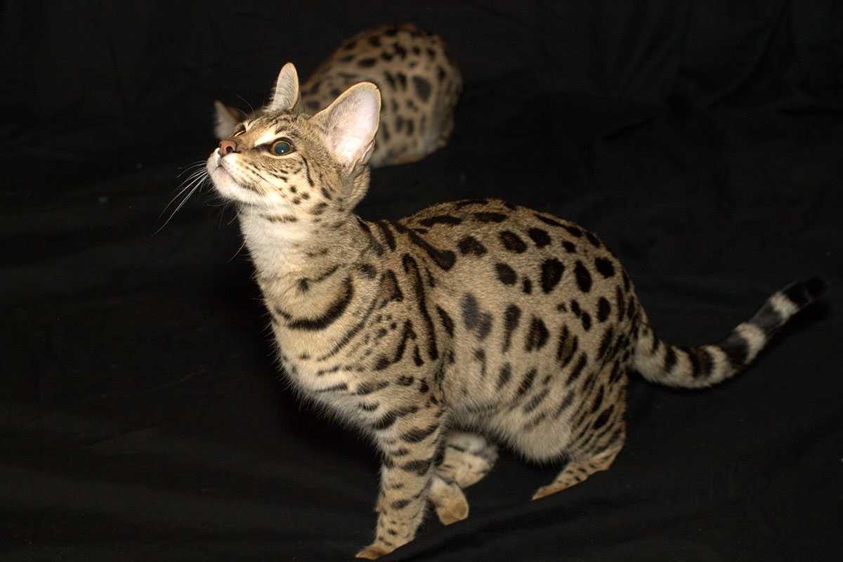 Саванна (ашера): описание породы и характера | kitty pryde