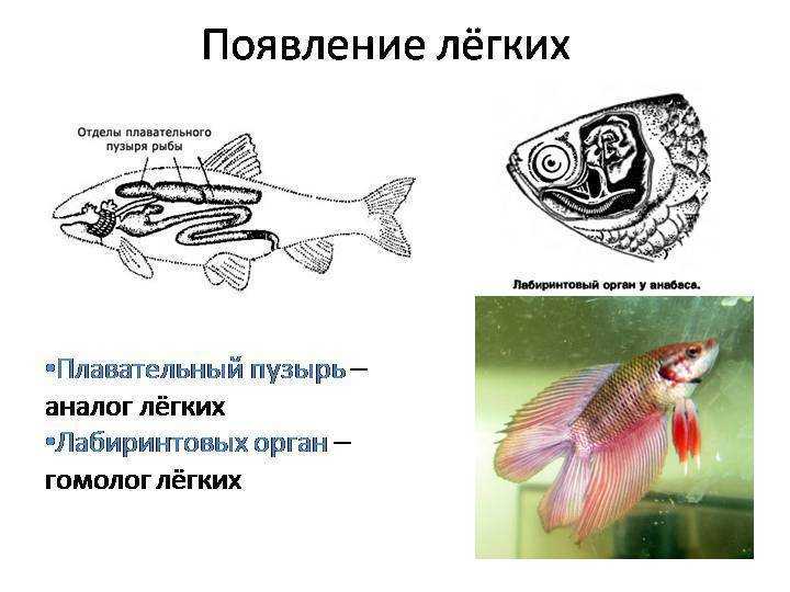К инфраклассу Костистые рыбы относятся большинство лучеперых рыб Форма тела разнообразна Размеры варьируются от 1 см до 5 м В большинстве своем костистые рыбы раздельнополые, лишь некоторые гермафродиты
