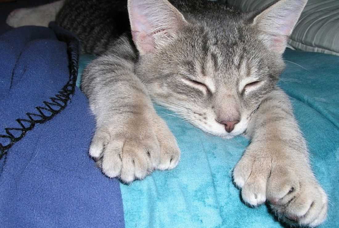 Порода кошки с 6 пальцами фото