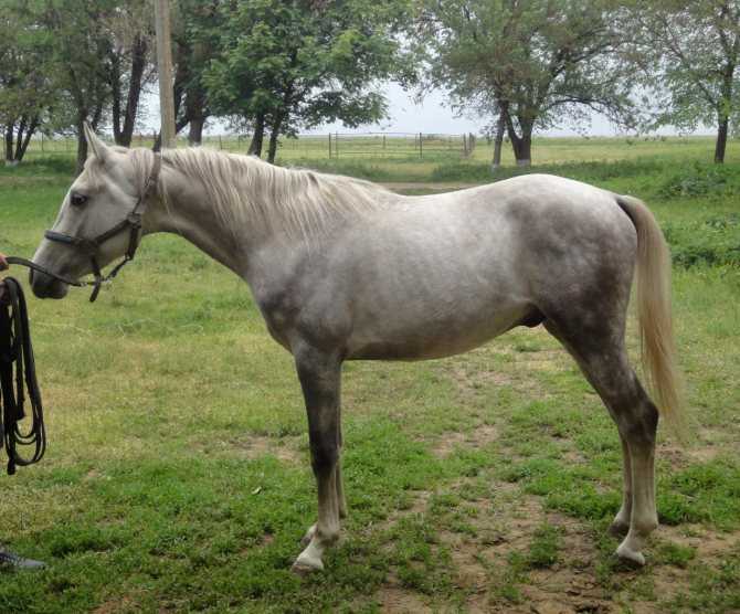Лошади тяжеловозы: породы коней тяжеловесов, фото, описание