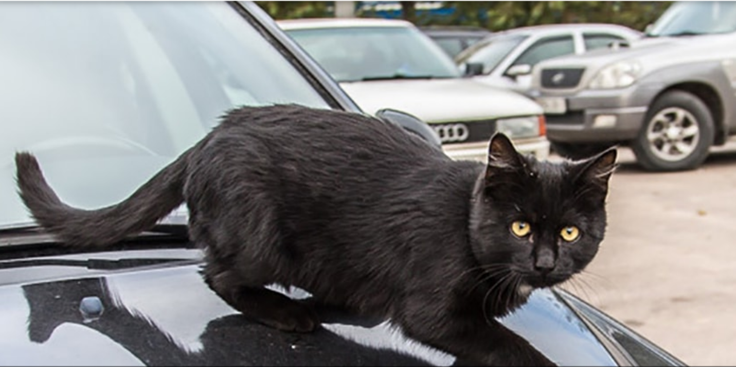 Сбитые кошки на дороге. Кошка в машине. Черный кот в машине. Коты возле машин. Черный котик в машине.