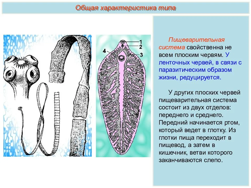 Плоские черви простейшие. Тип плоские черви (plathelminthes). Тип питания плоских червей. Отделы пищеварительной системы плоских червей. Плоские черви пищеварительная система таблица.