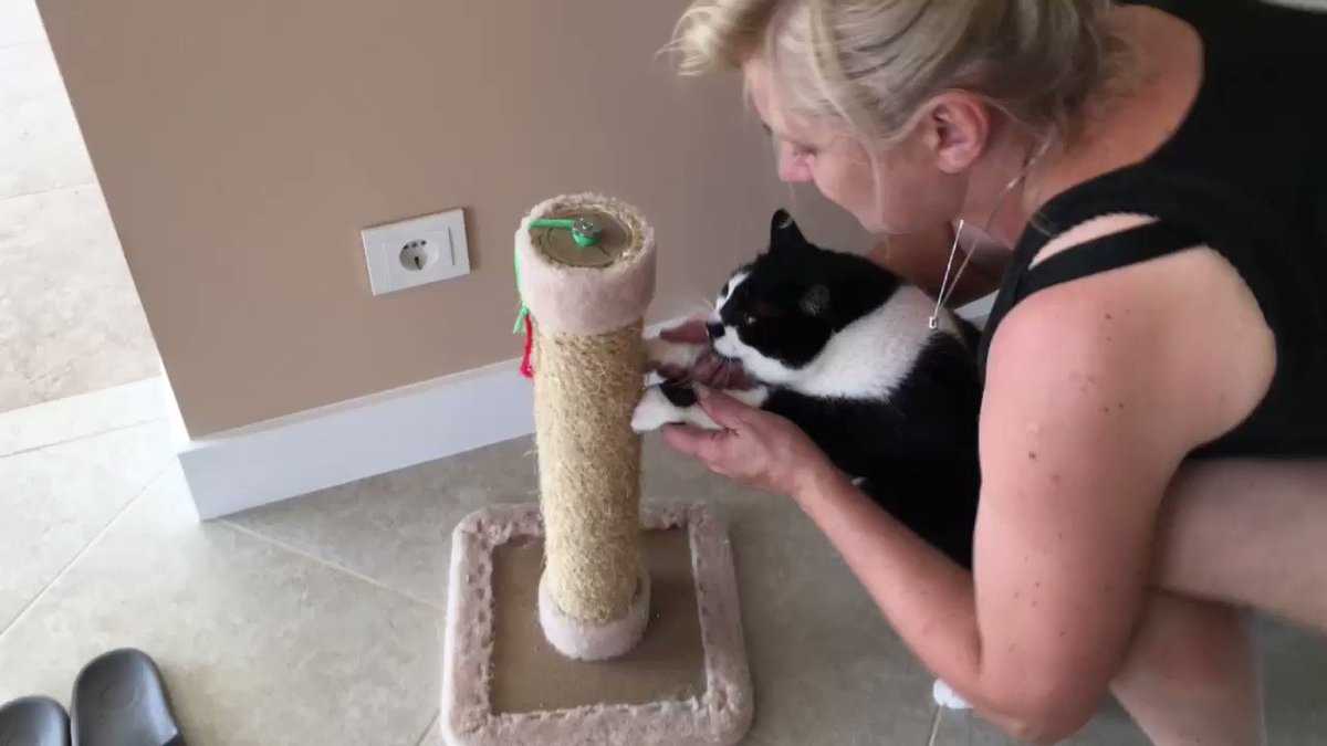 Как приучить кота к когтеточке в квартире быстро