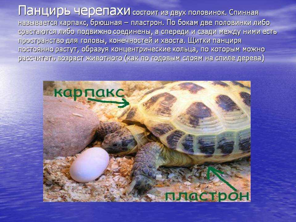 Презентация про черепаху