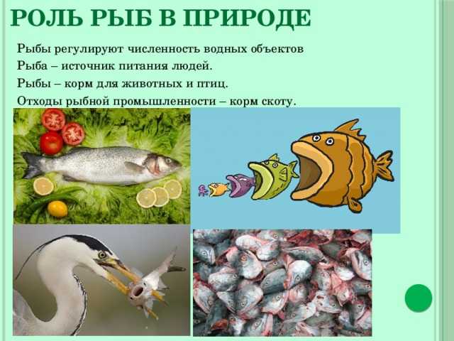 Морские черти (lophiiformes) фото, строение образ жизни питание паразитизм, реферат рыбы доклад