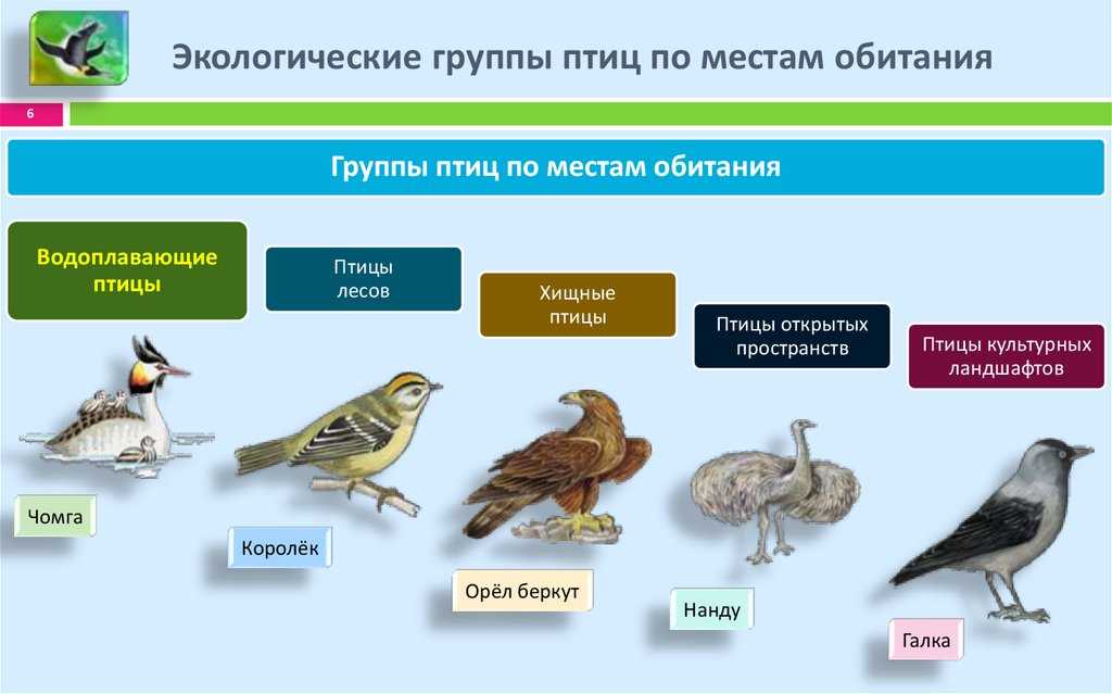 Птицы — мир птиц. сайт о птицах.