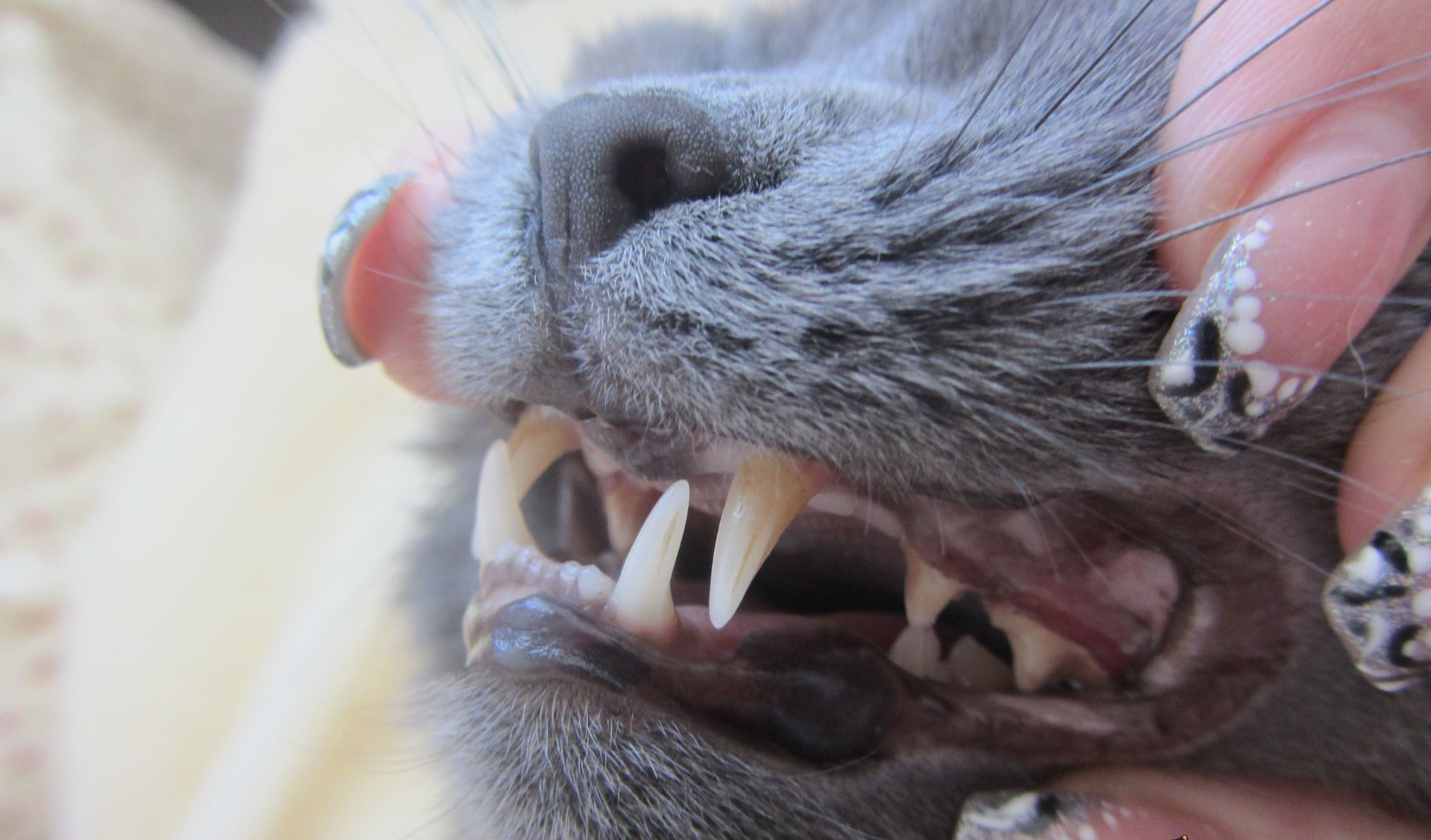Когда у кошек меняются молочные зубы на постоянные
