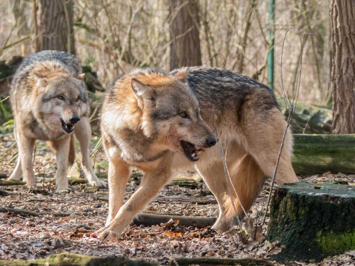 Всё о волках: интересные факты и популярные мифы