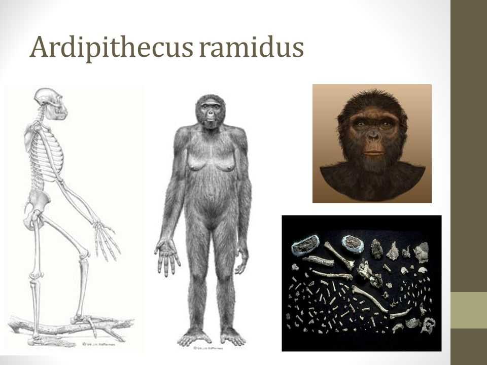 1 предок человека