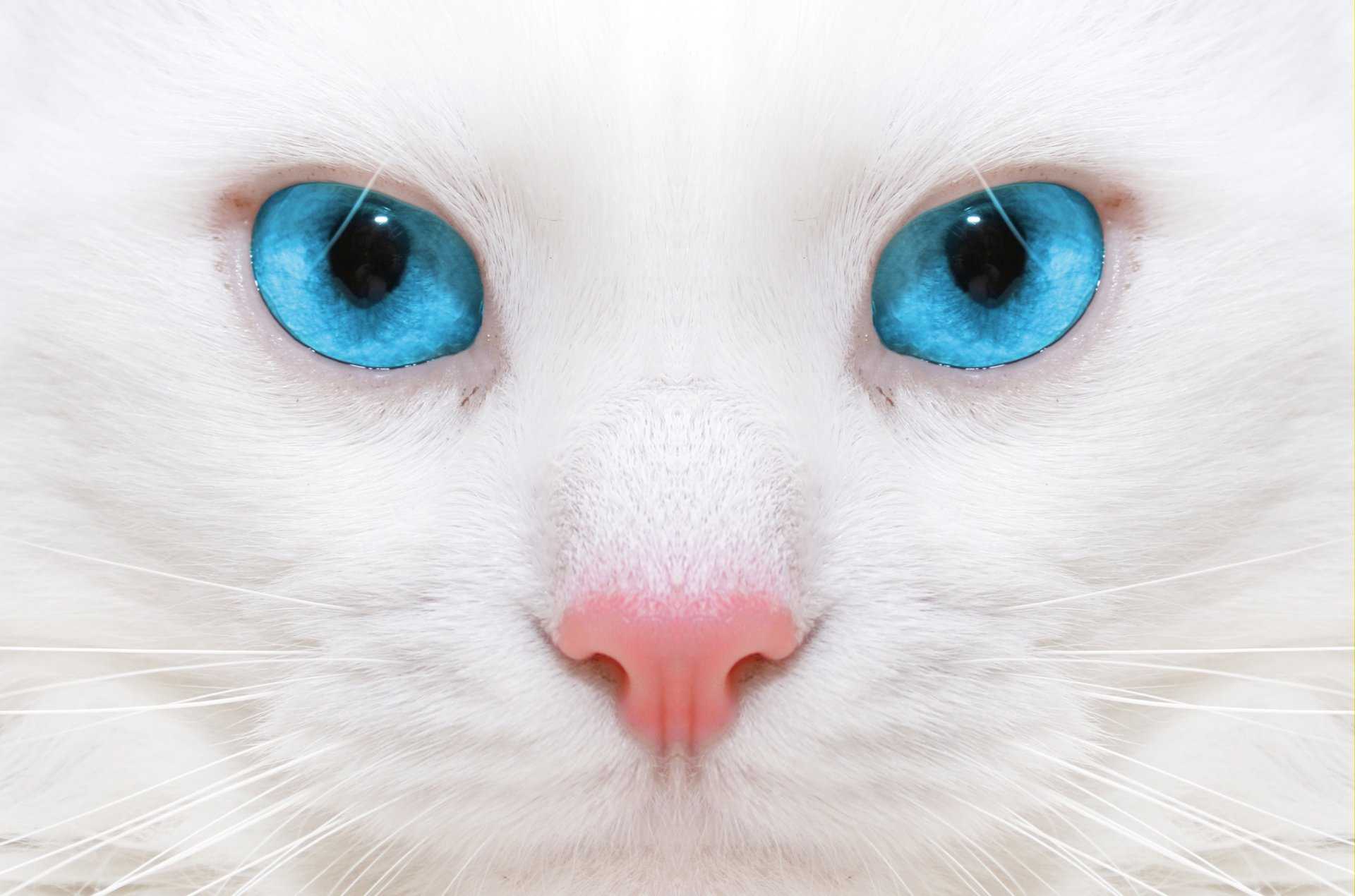 Изменение цвета глаз у кошек