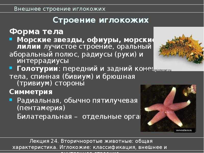 Тип иглокожие