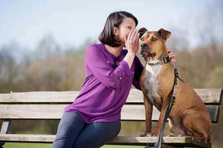 Беспокойное поведение собаки: причины и методы устранения | ваши питомцы