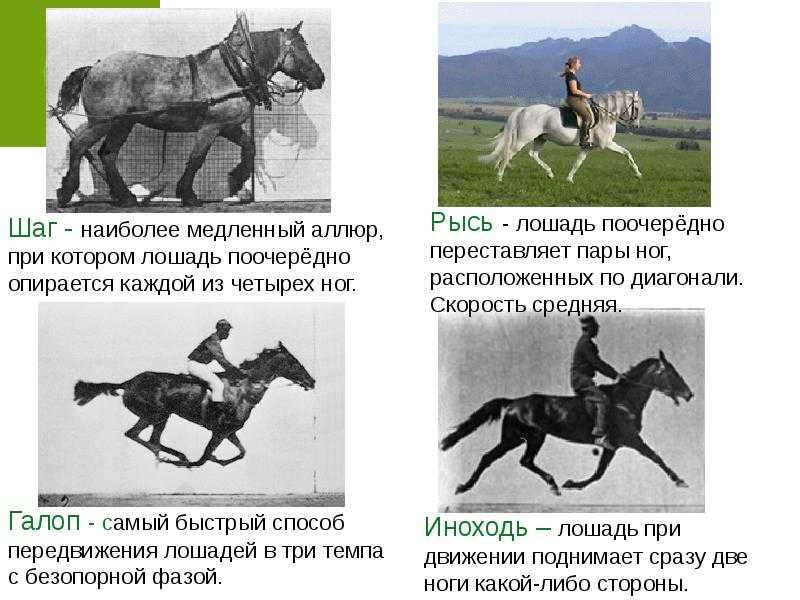 Аллюры лошадей – характеристики и виды 2022