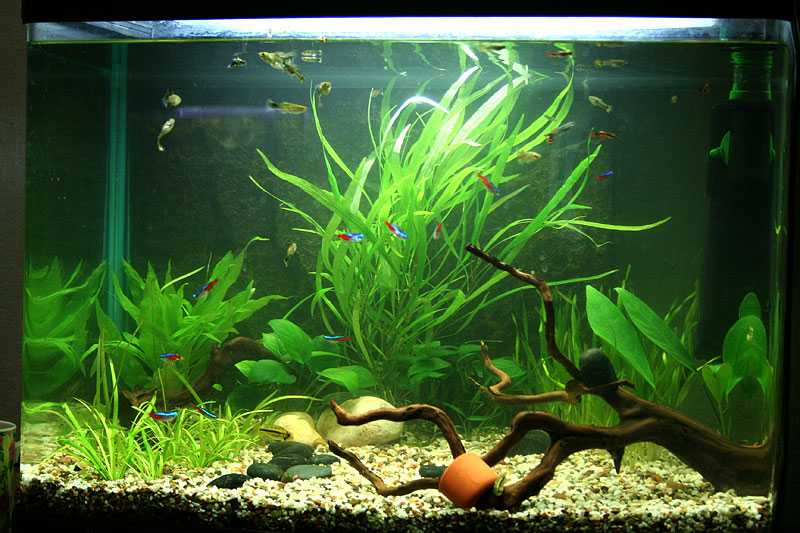 Топ-12 лучших аквариумных растений – живых, пластиковых, силиконовых, шелковых
