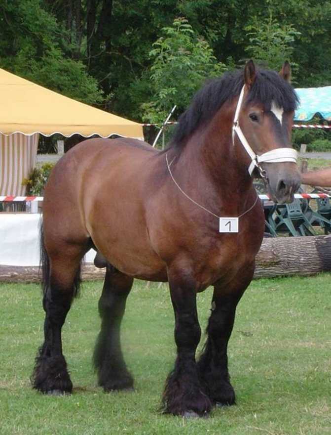 Упряжные породы лошадей описание | конный портал