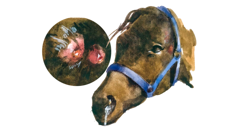 Здоровье лошади, признаки заболевания лошади, температура тела здоровой лошади дыхание пульс выделения из носа, аптечка скорой помощи для лошади, болезни здоровье лошадей