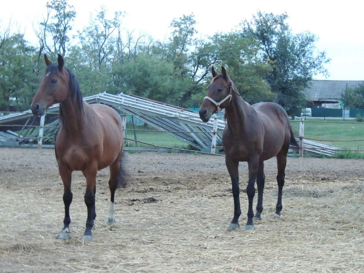 Масти лошадей. описание, фото и названия мастей лошадей | животный мир