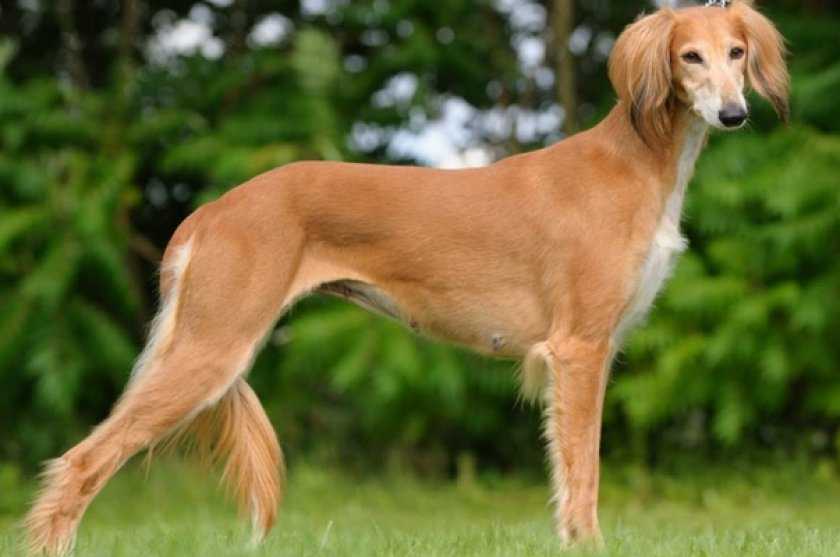 Какая самая редкая порода собак в мире: критерии для определения редкости