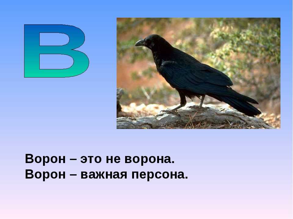 Вороны 3 русская язык. Загадка о воронах. Загадка про ворона. Загадка о вороне. Ворона загадка для детей.
