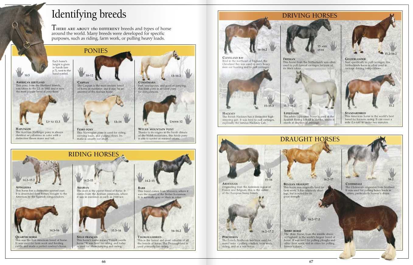 Породы лошадей (с фото) • дачный совет - онлайн журнал.
