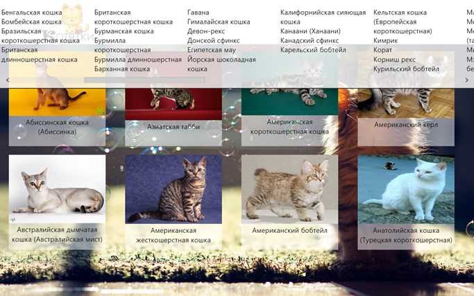 Анатолийская кошка – неприметная интеллектуалка - mirlap