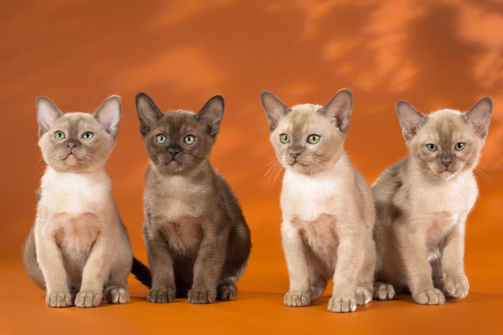 Бурманская порода кошек